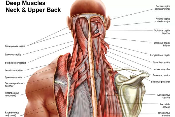 Science: Human Anatomy Showing Deep Muscles In The Neck And Upper Back by Stocktrek Images