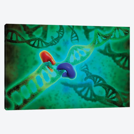 Microscopic View Of DNA Binding II Canvas Print #TRK2753} by Stocktrek Images Canvas Wall Art