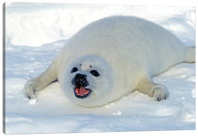 A Young Harp Seal Calling For Its Mother, Canada I Canvas Art Print