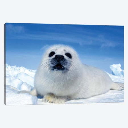 A Young Harp Seal Laying On An Ice Floe, Canada II Canvas Print #TRK2772} by VWPics Canvas Art