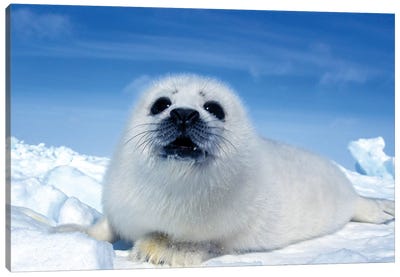 A Young Harp Seal Laying On An Ice Floe, Canada II Canvas Art Print