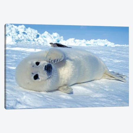 A Young Harp Seal Laying On An Ice Floe, Canada III Canvas Print #TRK2773} by VWPics Canvas Art