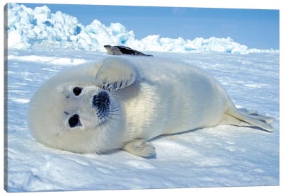 A Young Harp Seal Laying On An Ice Floe, Canada III Canvas Art Print
