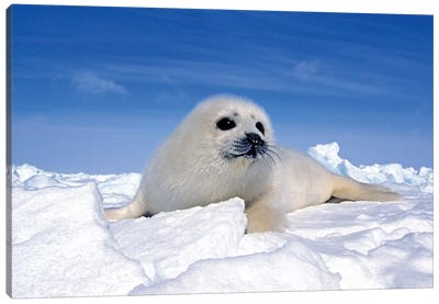 A Young Harp Seal Laying On An Icefield, Canada IV Canvas Art Print - Seals