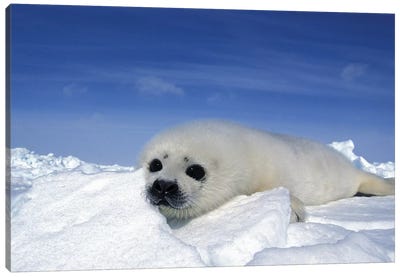 A Young Harp Seal Laying On An Icefield, Canada V Canvas Art Print