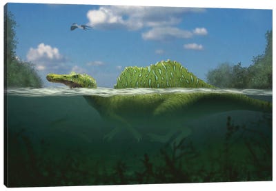 Spinosaurus swimming in a river. Canvas Art Print