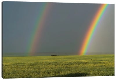 A Bright Double Rainbow Over A Ripening Canola Field In Alberta, Canada. Canvas Art Print