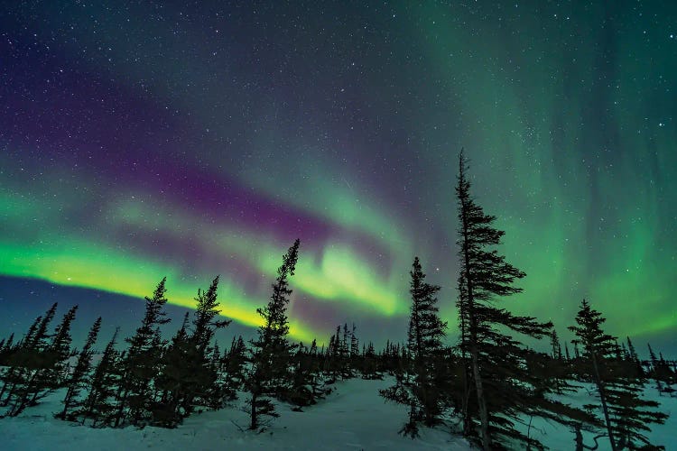 A Colorful Aurora Over A Boreal Forest In Churchill, Manitoba, Canada.