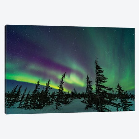 A Colorful Aurora Over A Boreal Forest In Churchill, Manitoba, Canada. Canvas Print #TRK2881} by Alan Dyer Canvas Artwork
