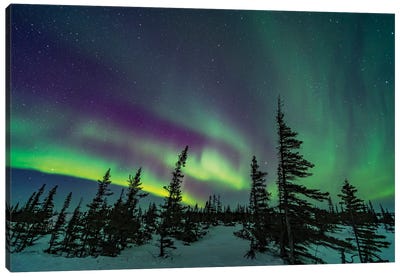 A Colorful Aurora Over A Boreal Forest In Churchill, Manitoba, Canada. Canvas Art Print - Alan Dyer