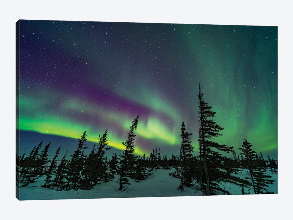 A Colorful Aurora Over A Boreal Forest In Churchill, Manitoba, Canada. by Alan Dyer 1-piece Canvas Print