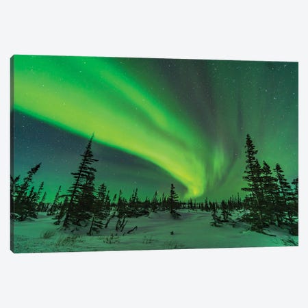 An Arc Of Auroral Curtains Over A Boreal Sub-Arctic Forest In Canada. Canvas Print #TRK2912} by Alan Dyer Canvas Wall Art
