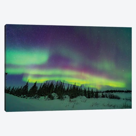 The Pastel Colours Of The Aurora Borealis Over A Boreal Forest In Churchill, Manitoba, Canada. Canvas Print #TRK3232} by Alan Dyer Canvas Wall Art