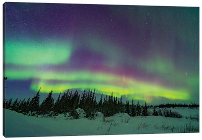 The Pastel Colours Of The Aurora Borealis Over A Boreal Forest In Churchill, Manitoba, Canada. Canvas Art Print - Aurora Borealis Art