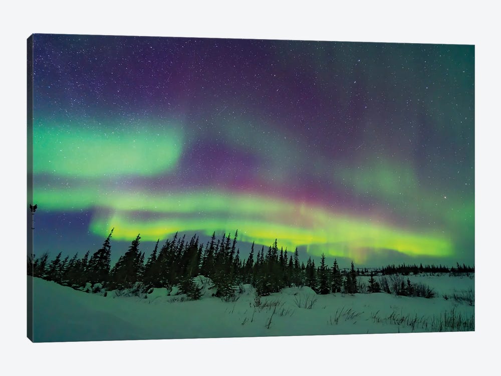 The Pastel Colours Of The Aurora Borealis Over A Boreal Forest In Churchill, Manitoba, Canada. by Alan Dyer 1-piece Canvas Art Print