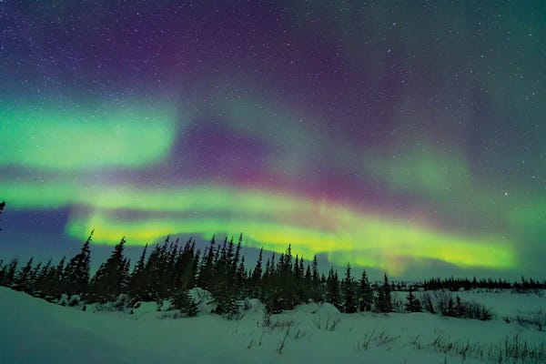 Alan Dyer: The Pastel Colours Of The Aurora Borealis Over A Boreal Forest In Churchill, Manitoba, Canada. by Alan Dyer