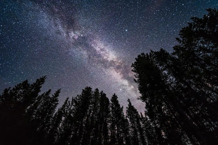 The Summer Milky Way Looking Up Through Trees In Banff National Park, Canada.