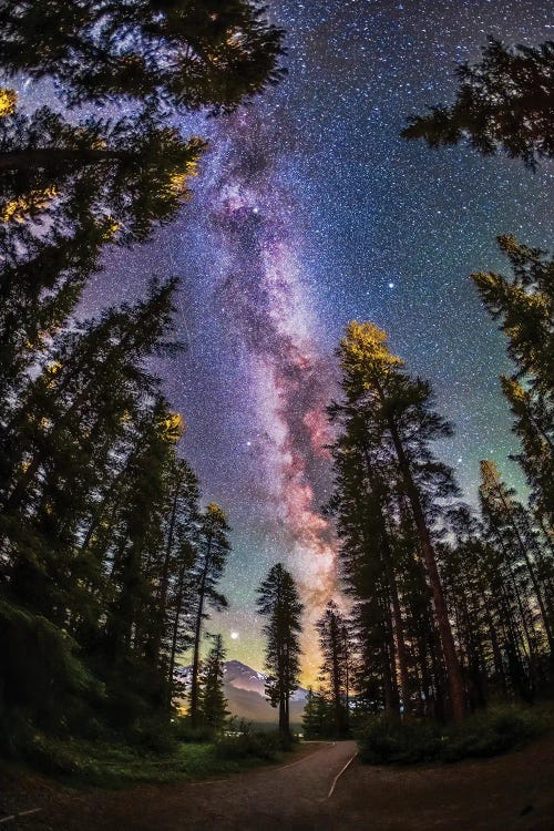 The Summer Milky Way With Through Pine Trees In Banff National Park, Alberta, Canada.