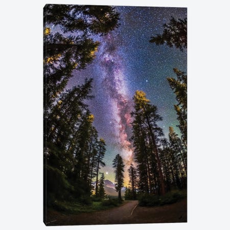 The Summer Milky Way With Through Pine Trees In Banff National Park, Alberta, Canada. Canvas Print #TRK3258} by Alan Dyer Canvas Wall Art