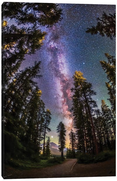 The Summer Milky Way With Through Pine Trees In Banff National Park, Alberta, Canada. Canvas Art Print - Stargazers