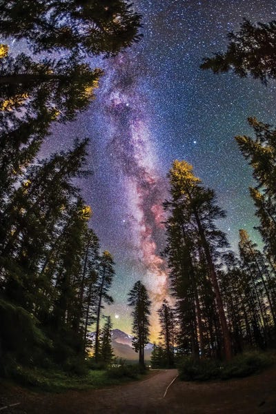 The Summer Milky Way With Through Pine Trees In Banff National Park, Alberta, Canada.