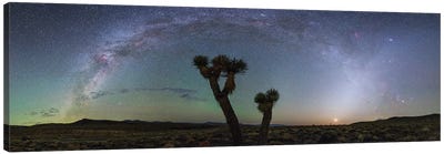 Milky Way Arc And Zodiacal Light Above A Joshua Tree In Death Valley National Park Canvas Art Print - Jeff Dai