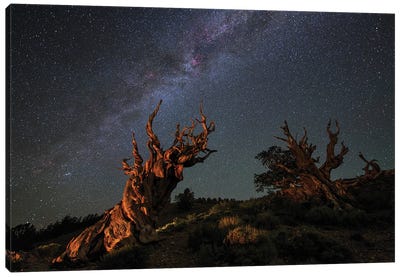 The Milky Way Above An Ancient Bristlecone Pine I Canvas Art Print - Milky Way Galaxy Art