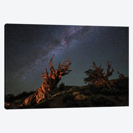 The Milky Way Above An Ancient Bristlecone Pine I Canvas Print #TRK3348} by Jeff Dai Canvas Wall Art
