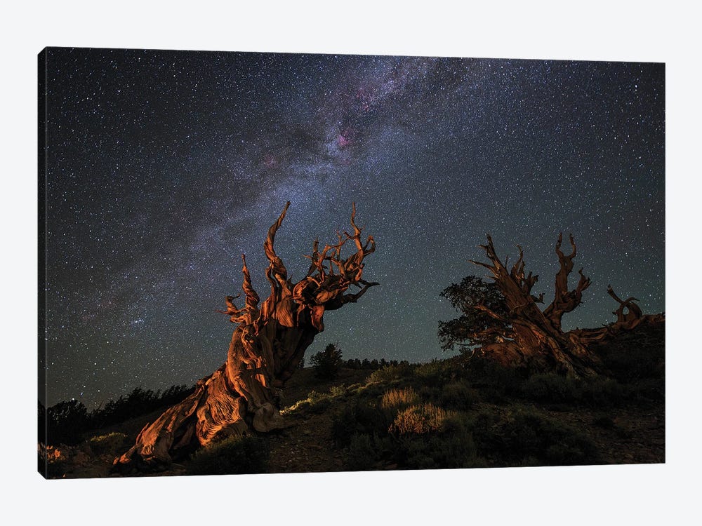 The Milky Way Above An Ancient Bristlecone Pine I by Jeff Dai 1-piece Canvas Art Print