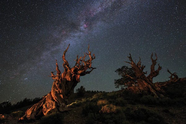 Pine Trees: The Milky Way Above An Ancient Bristlecone Pine I by Jeff Dai