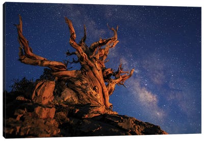 The Milky Way Above An Ancient Bristlecone Pine II Canvas Art Print - Jeff Dai