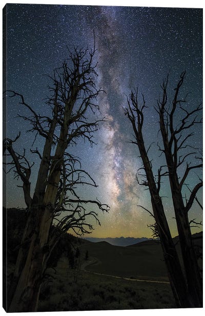 The Milky Way And Ancient Bristlecone Pine Canvas Art Print - Galaxy Art
