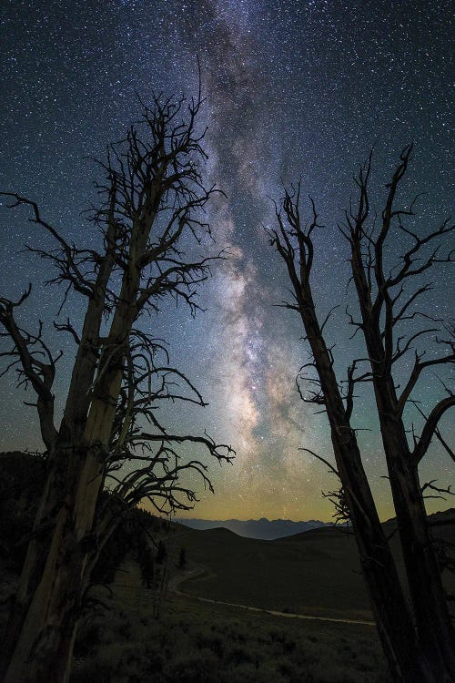 The Milky Way And Ancient Bristlecone Pine