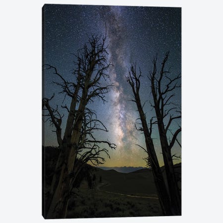 The Milky Way And Ancient Bristlecone Pine Canvas Print #TRK3350} by Jeff Dai Canvas Print