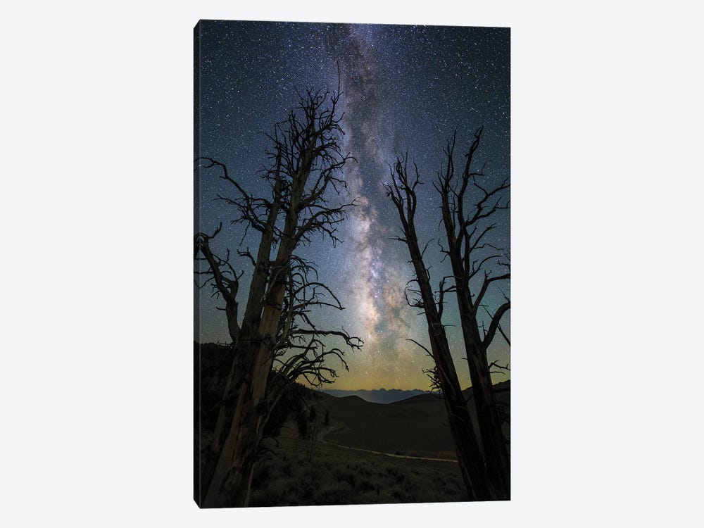 The Milky Way And Ancient Bristlecone Pine by Jeff Dai 1-piece Canvas Art