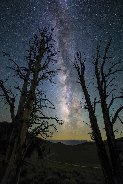 Jeff Dai: The Milky Way And Ancient Bristlecone Pine by Jeff Dai