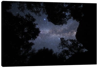 The Milky Way Appears Overhead In A Forest In California Canvas Art Print - Jeff Dai