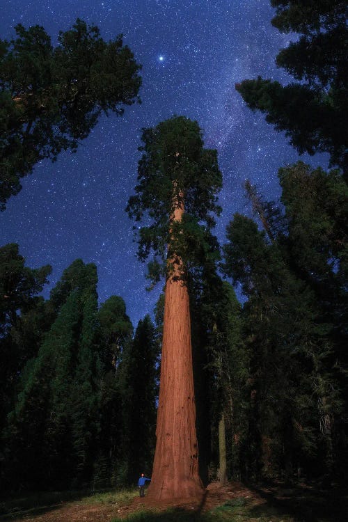 View From Sequoia National Park, California, USA