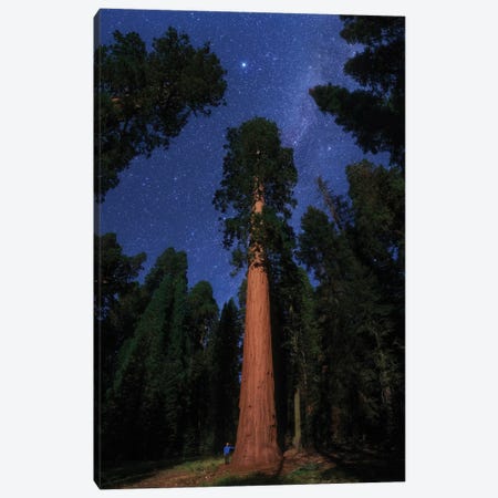 View From Sequoia National Park, California, USA Canvas Print #TRK3367} by Jeff Dai Canvas Print