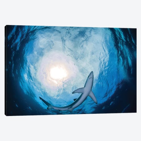 A Blue Shark Circling Just Above, South Africa Canvas Print #TRK3457} by Alessandro Cere Art Print