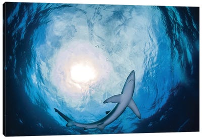A Blue Shark Circling Just Above, South Africa Canvas Art Print - Alessandro Cere