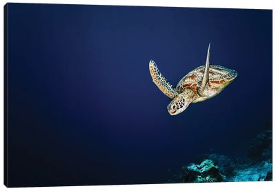 A Green Sea Turtle Is Starting Its Dive After A Trip To The Surface To Breath In Sipadan, Malaysia Canvas Art Print - Malaysia