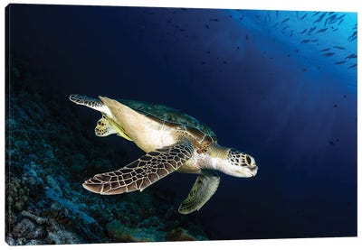 A Green Sea Turtle, Palau Canvas Art Print - Alessandro Cere