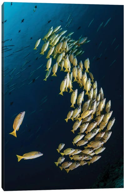 A School Of Blue Striped Snapper Swimming In The Strong Currents Of Palau Canvas Art Print - Alessandro Cere