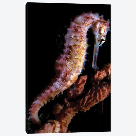 A Spiny Seahorse Displays It's Beauty, Philippines Canvas Print #TRK3462} by Alessandro Cere Art Print