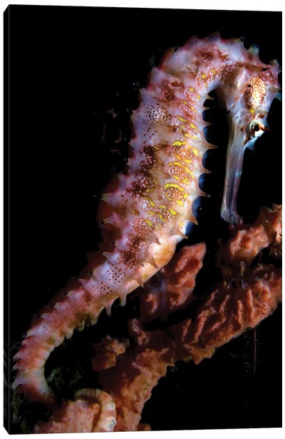 A Spiny Seahorse Displays It's Beauty, Philippines Canvas Art Print - Alessandro Cere