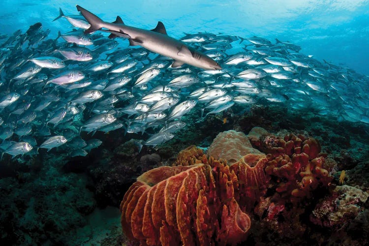 A whitetip Reef Shark Swims In Front Of A School Of Big Eye Trevally