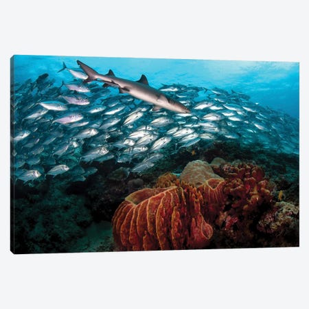 A whitetip Reef Shark Swims In Front Of A School Of Big Eye Trevally Canvas Print #TRK3463} by Alessandro Cere Art Print