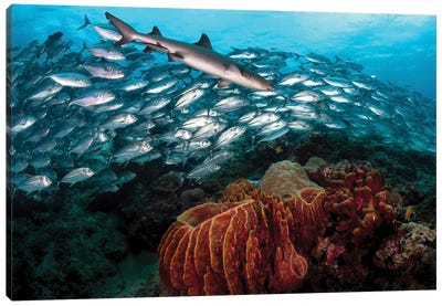 A whitetip Reef Shark Swims In Front Of A School Of Big Eye Trevally Canvas Art Print - Shark Art