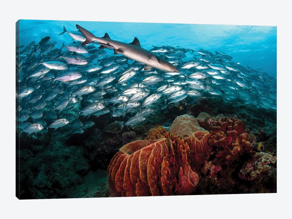 A whitetip Reef Shark Swims In Front Of A School Of Big Eye Trevally by Alessandro Cere 1-piece Canvas Art Print